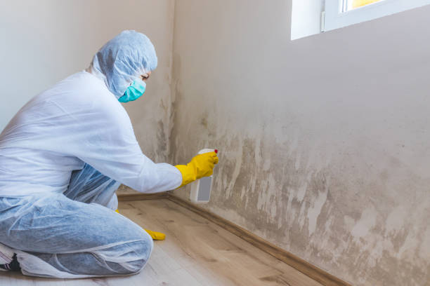 Professional mold removal team in Washington